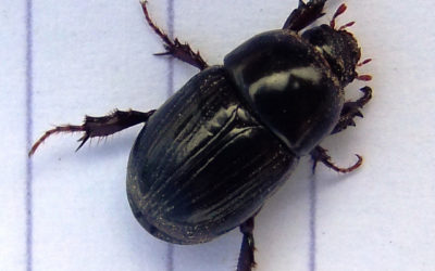 African Black Beetle