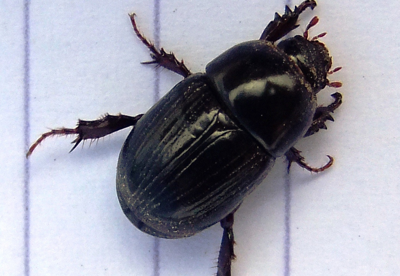 African Black Beetle Lawn Pest