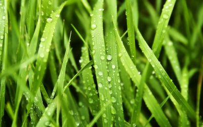 Tips for greener grass