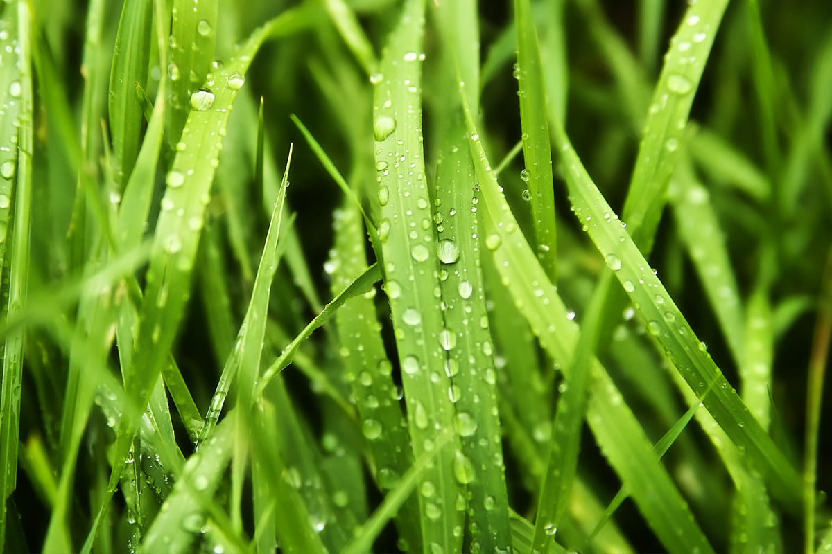 Greener grass tips for Lawn