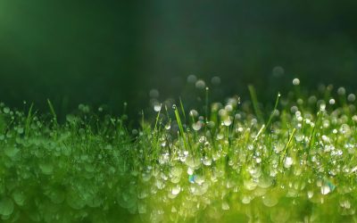 La Nina – what is it, and what does it mean for your lawn?