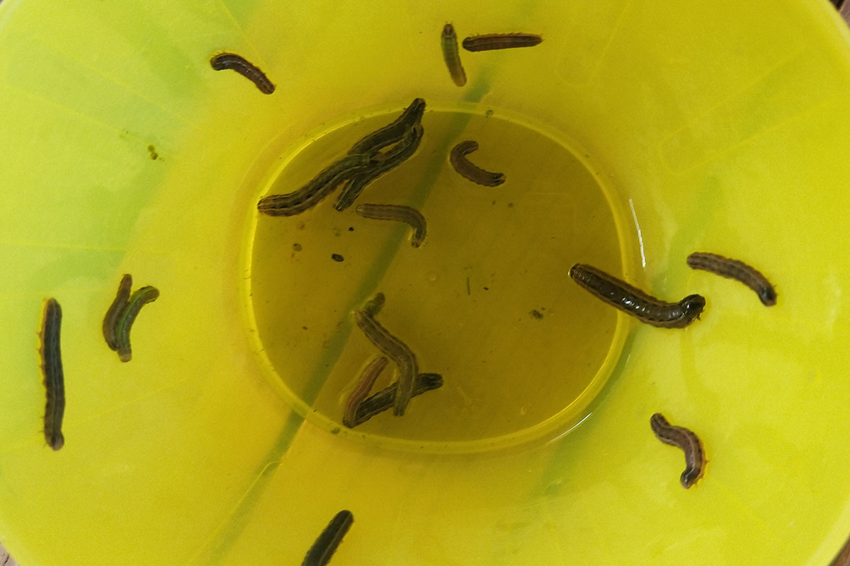 Armyworms Lawn/garden Pest