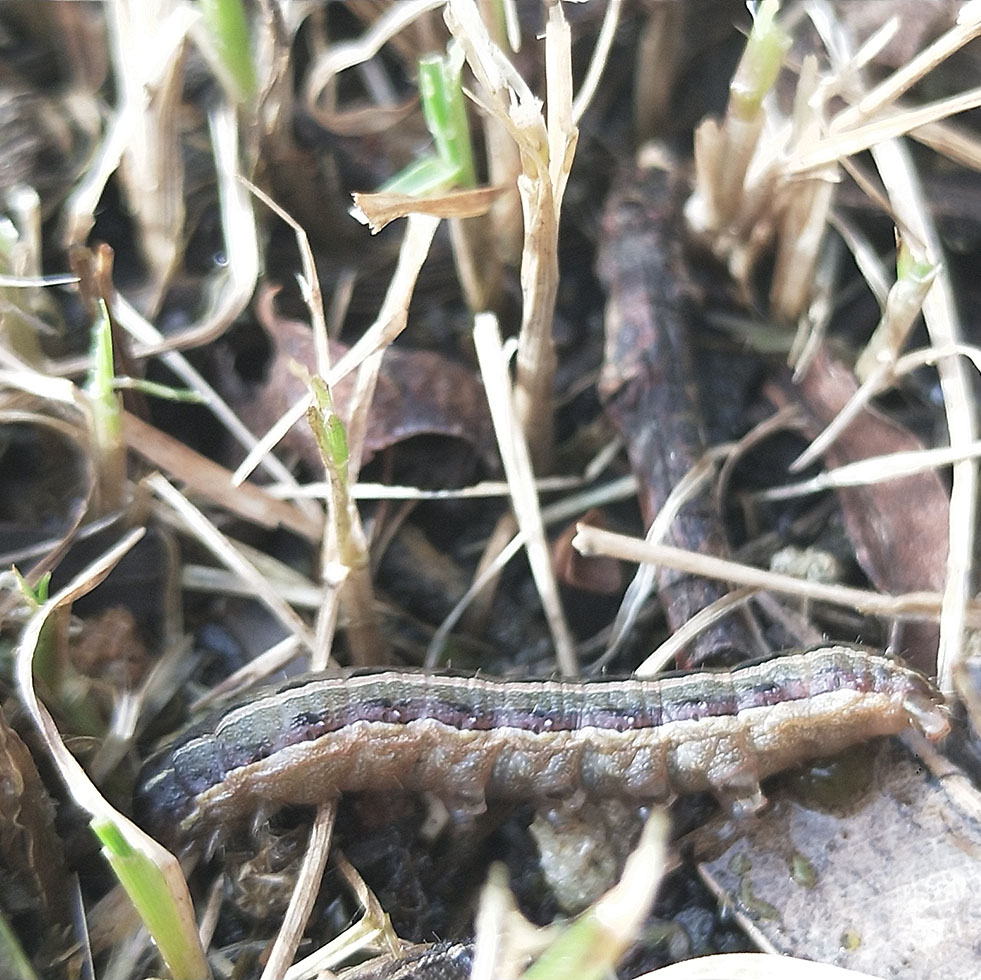 Lawn Armyworm Pest