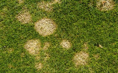 Conquering lawn fungus infections