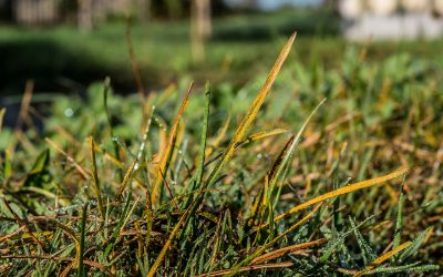 Lawn Diseases- An Overview