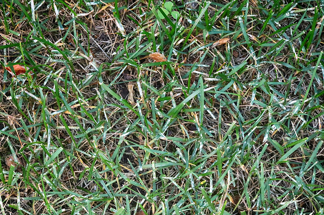 Fungicides for Lawn fungus