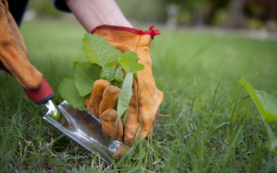 How to Get Rid of Weeds in Your Lawn