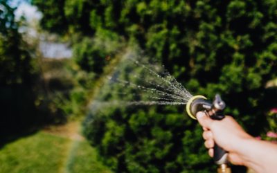 Lawn Watering Guide: Best Time To Water Lawn