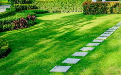 A Complete Guide To Lawn Restoration