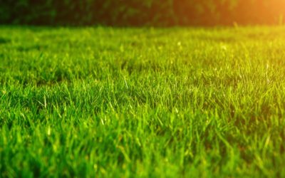 How Often Should You Fertilise Your Lawn?