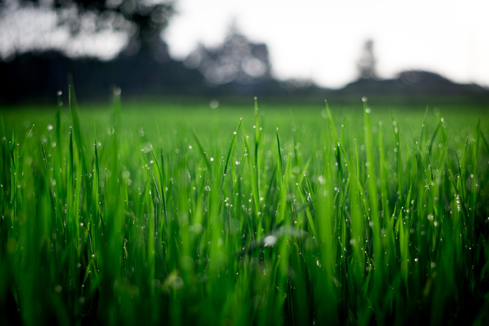 plant fertiliser