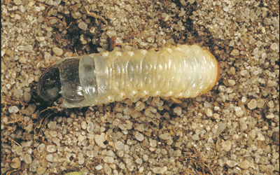 How to identify and control lawn grubs