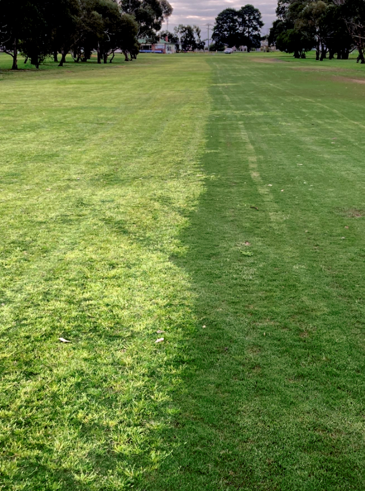 How To Prevent Grass Weeds In Your Lawn The Lawn Shed