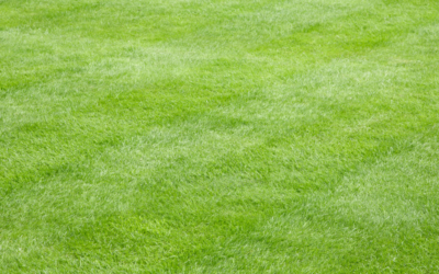 How To Prevent Lawn Billbugs