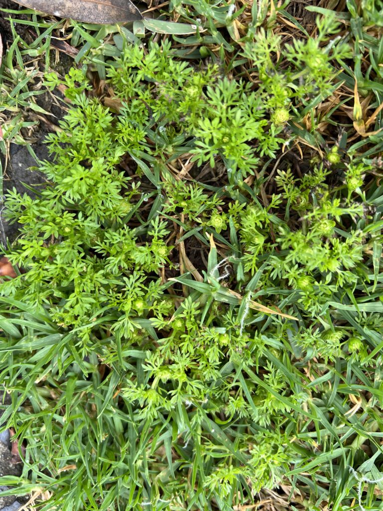 How To Control Bindii In Your Lawn, Like A Pro - The Lawn Shed