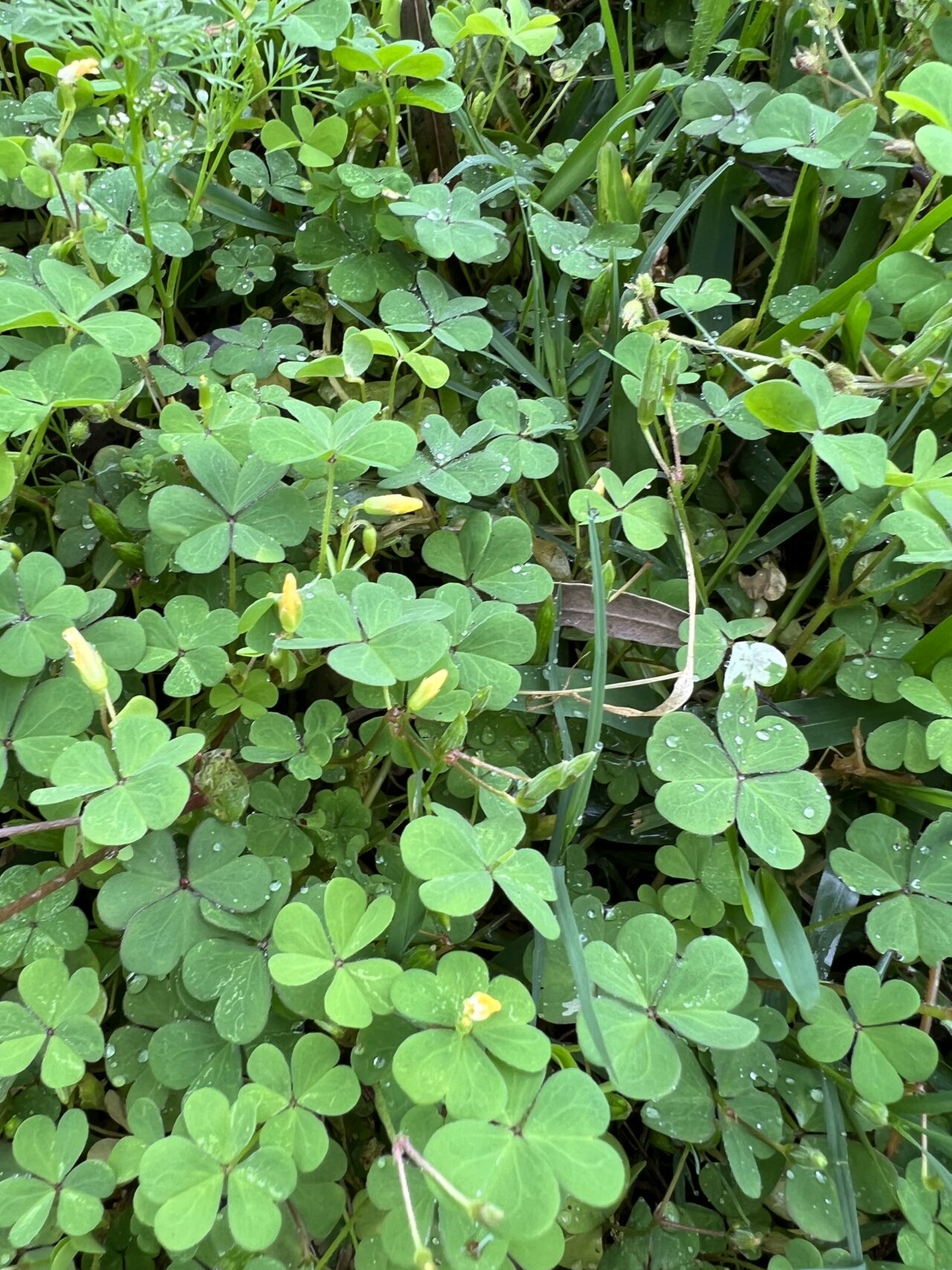 Creeping Oxalis And Why You May Not Have Been Able To Kill It The