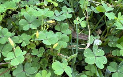 Creeping Oxalis and why you may not have been able to kill it