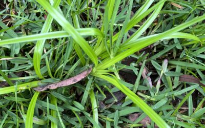 Nutgrass- A profile and how to kill nutgrass