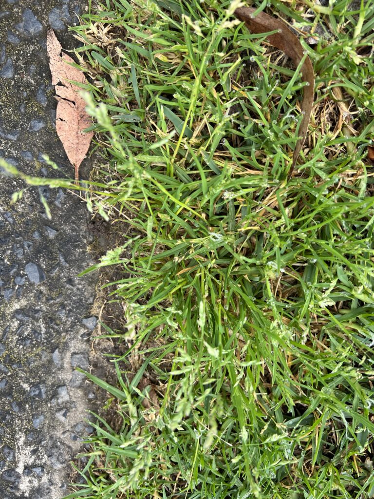 Wintergrass, Say Goodbye For Good - The Lawn Shed