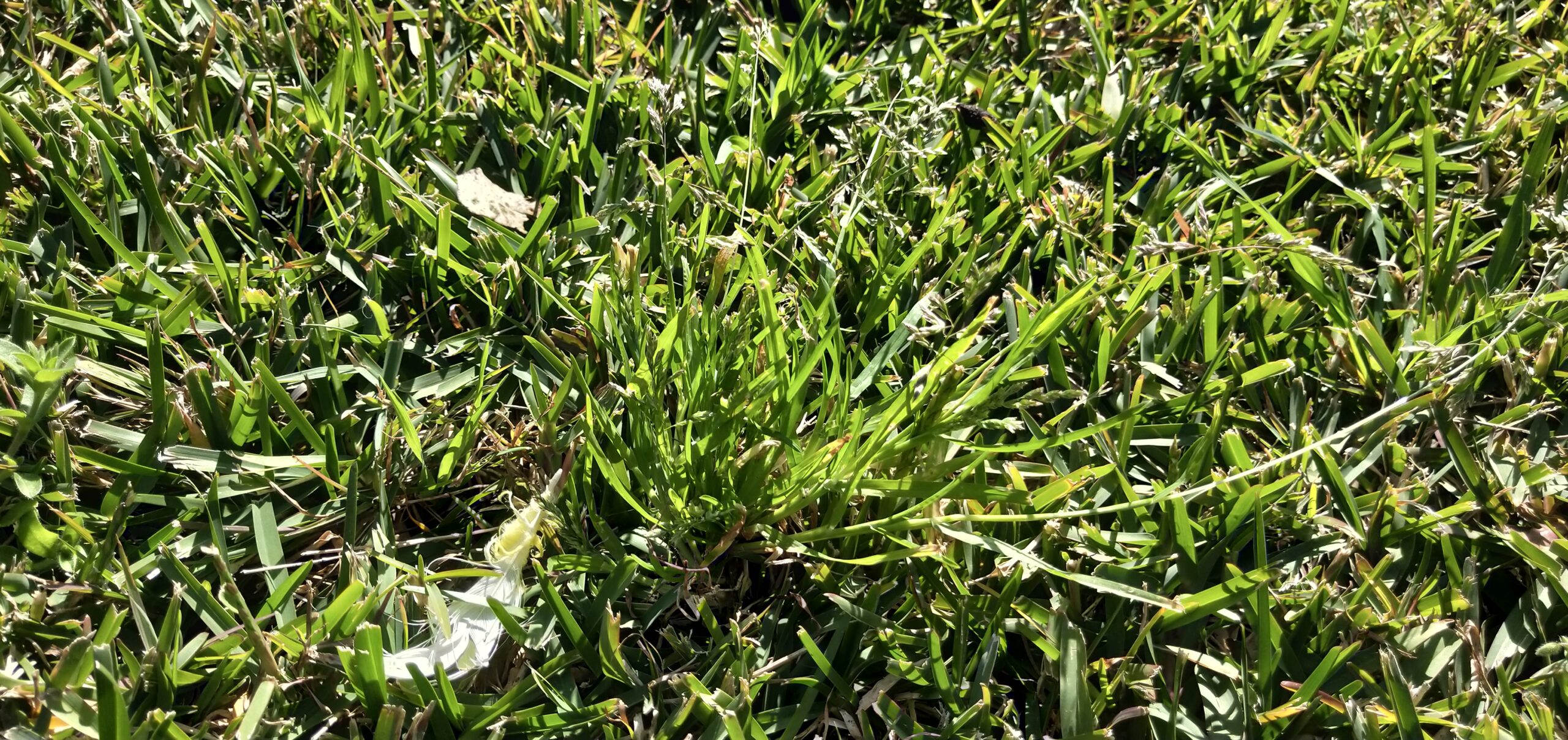 Create A Barricade Against Winter Grass This Autumn The Lawn Shed