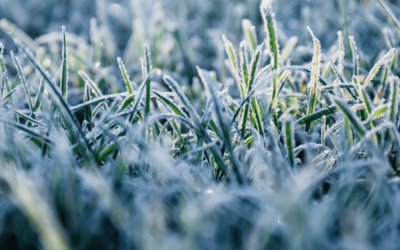 Frost on your lawn