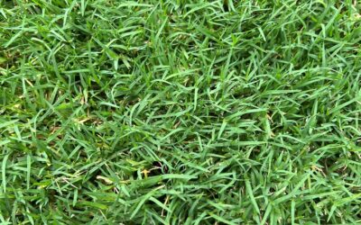 Hybrid Couch Grass Lawn Care Guide