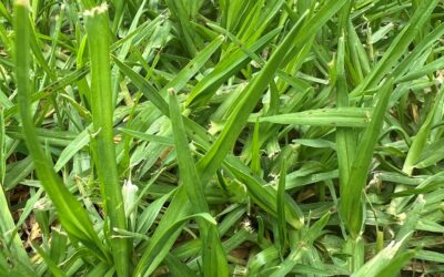 Kikuyu Grass Lawn Care Guide