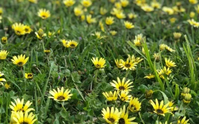 Spraying for Broadleaf Weeds: How to Maximise Results and Avoid Common Mistakes