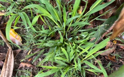 Winning the War on Grass Weeds in Your Lawn