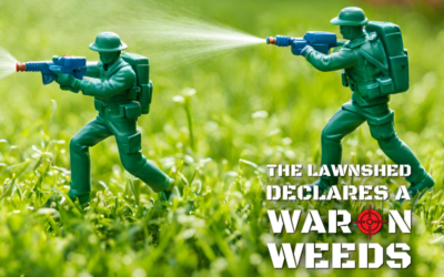 Unravelling the Mystery of Surfactants and Wetting Agents for Your Home Lawn 