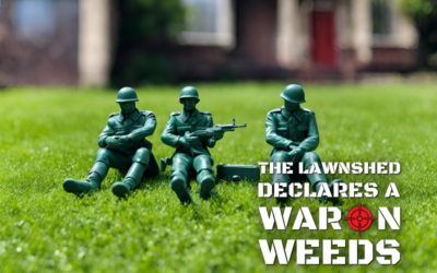 The Top 8 Essentials for Maintaining a Weed Free Lawn
