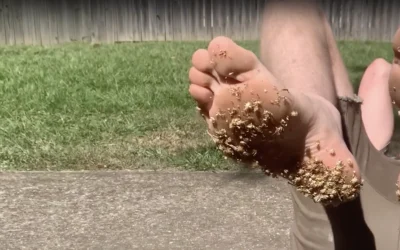 How to Identify and Treat Broadleaf Weeds in Your Lawn