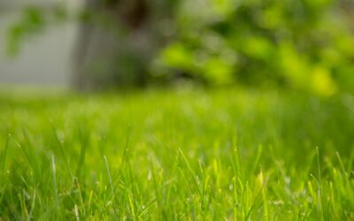 Our Top 6 tips For a Healthy Autumn Lawn