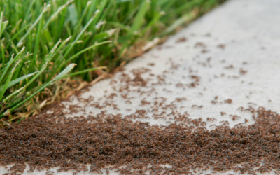 How to Kill Ants: The Ultimate Guide to Ant-Free Lawns