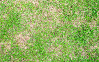 Unlocking Lawn Disease Control: The Powerful Duo of Impala Fungicide and Lawnganics Vitalise