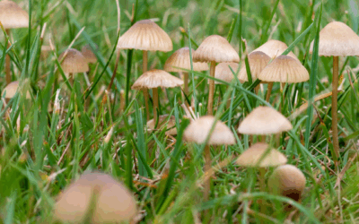 Mushrooms in your Lawn: What Do They Mean and Should You Be Worried?