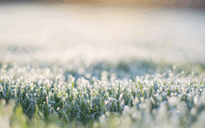 Protecting Your Lawn from Frost & Cold