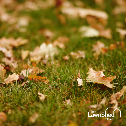 Autumn Lawn autumn lawn care