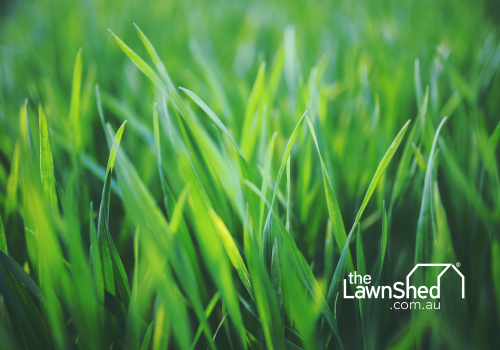 Autumn lawn fertiliser