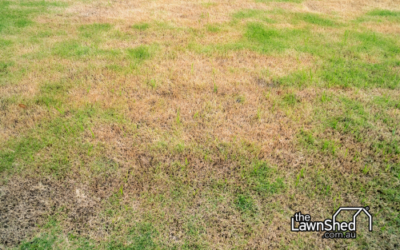 Common Autumn Lawn Problems (And How to Fix Them)