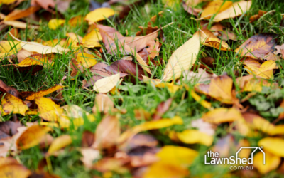 Autumn Lawn Care By Grass Type