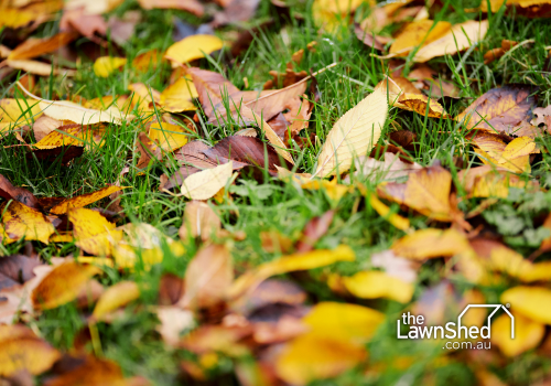 Cool season vs warm season autumn lawn care by grass type