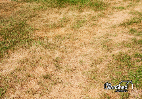 autumn lawn mistakes